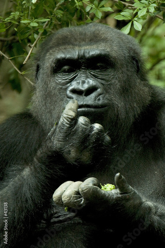 gorilla © emin kuliyev