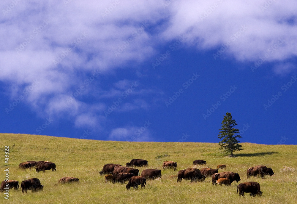 buffalo, national bison range