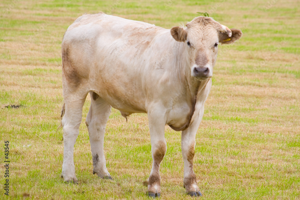 bull bull