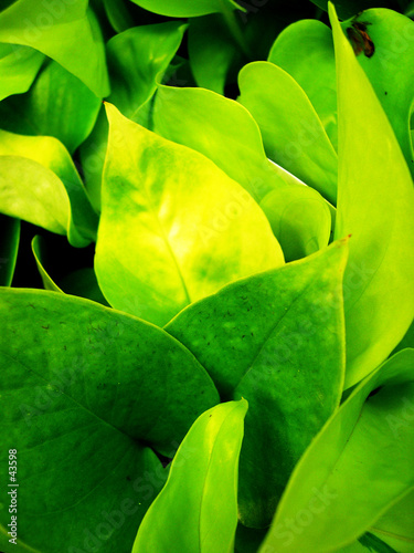 green plant, close-up view.