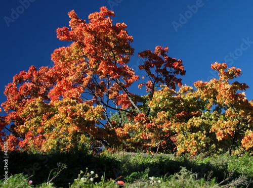 autumn