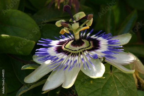 passiflore 4