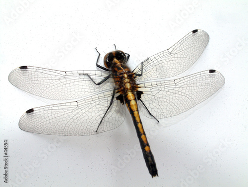 dragonfly on wall