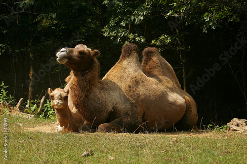 camel couple