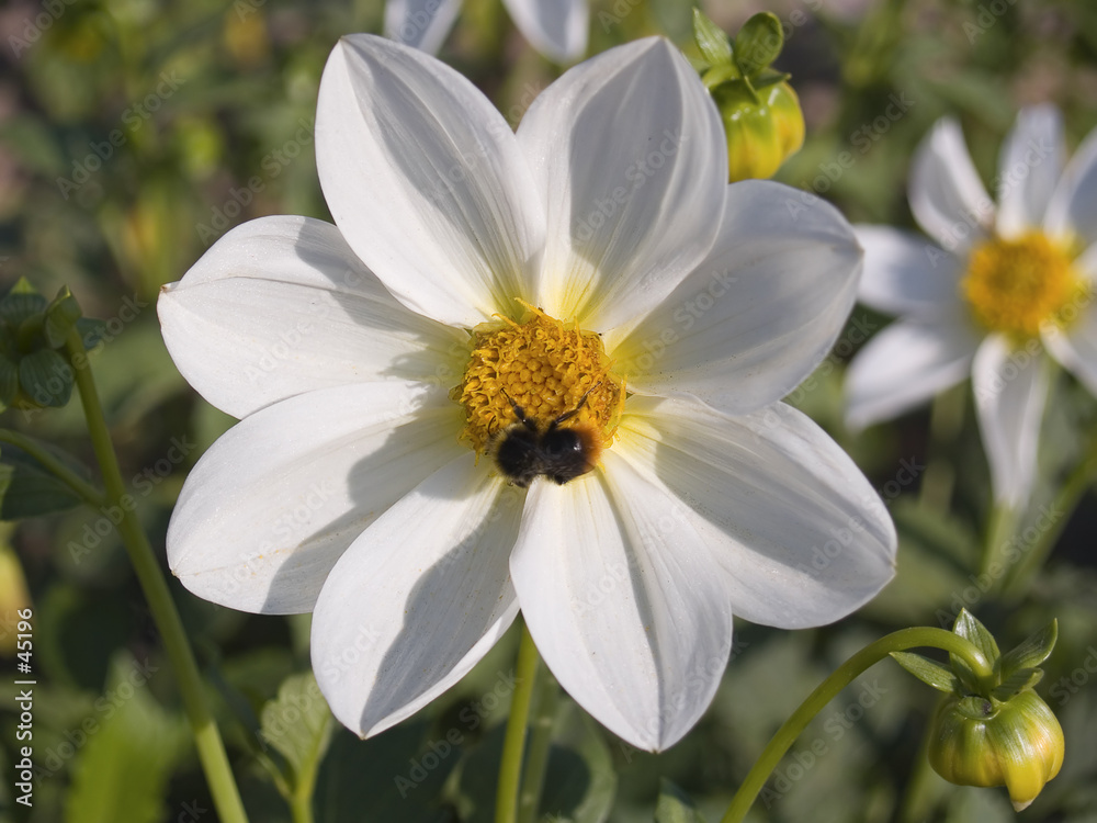 Obraz premium flowers [5]