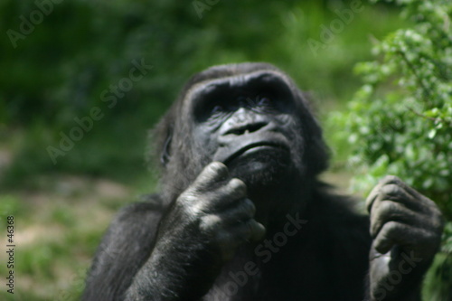 pondering gorrila