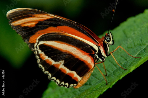 papillion amerindien photo