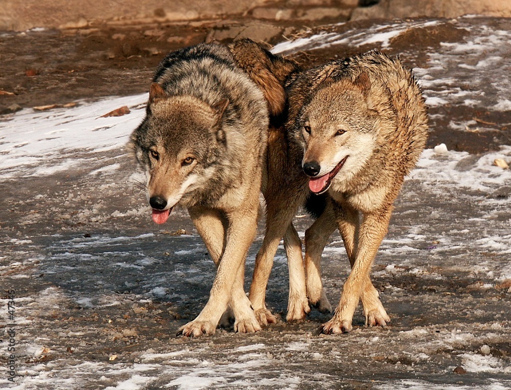 dance of wolves