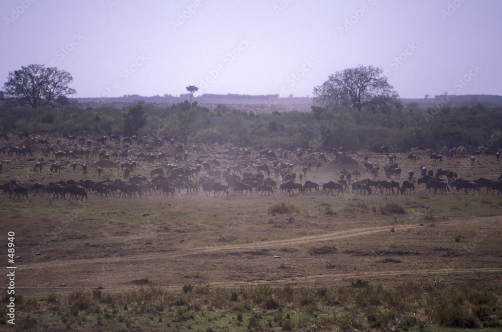 Fototapeta premium herd of wildebeest