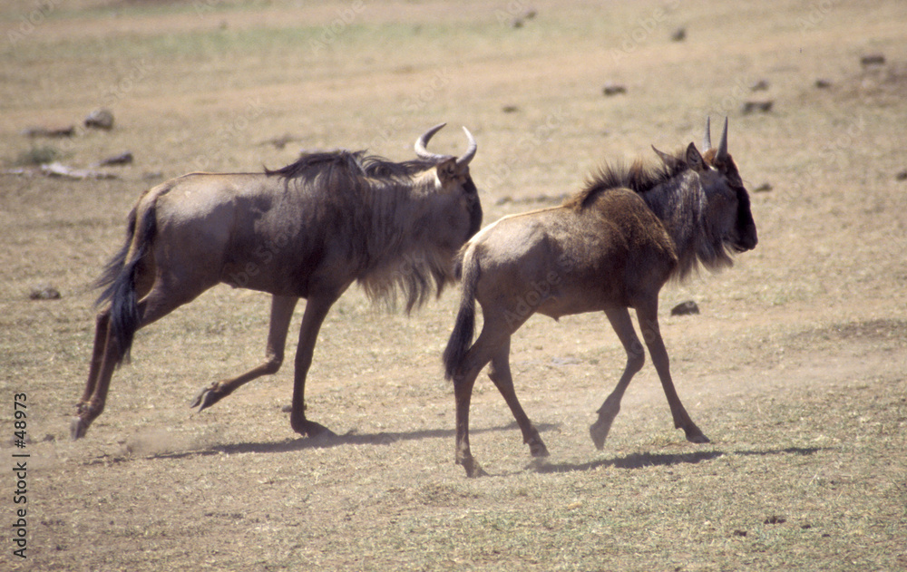 pair of wildebeest running