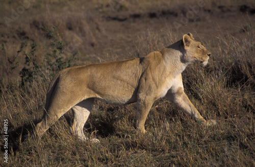 lioness striding