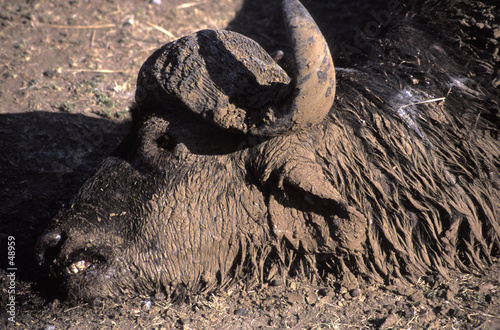head of dead wildebeest calf