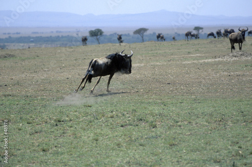 wildebeest running © Norman Reid