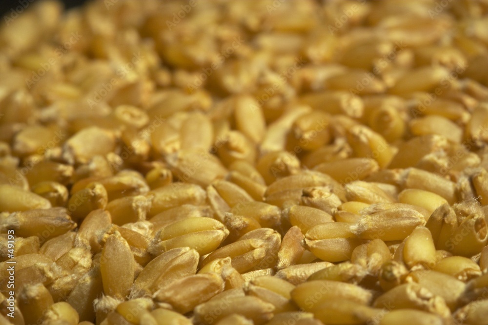 wheat seeds background