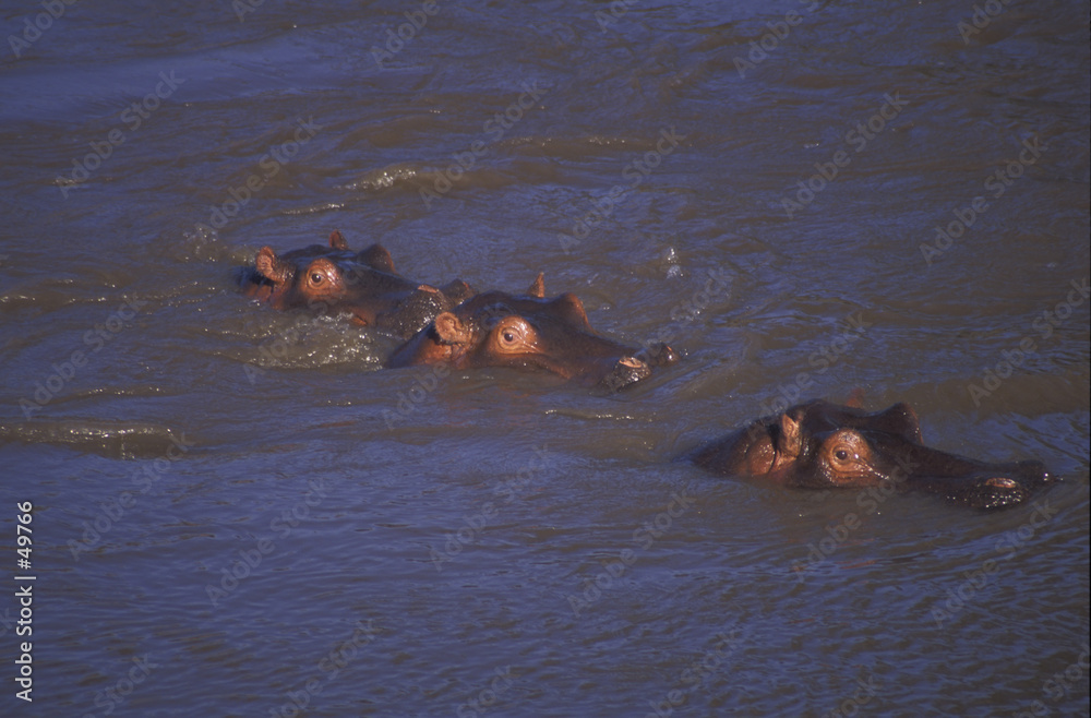 Fotografie hippo heads above water