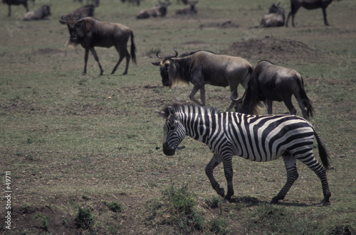 Fototapeta Naklejka Na Ścianę i Meble -  zebra and wildebeest