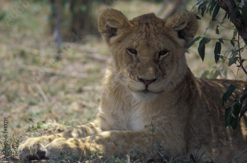 lion cub resting in shade