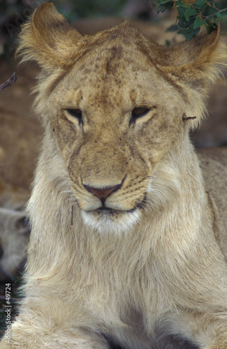 young lion closeup © Norman Reid
