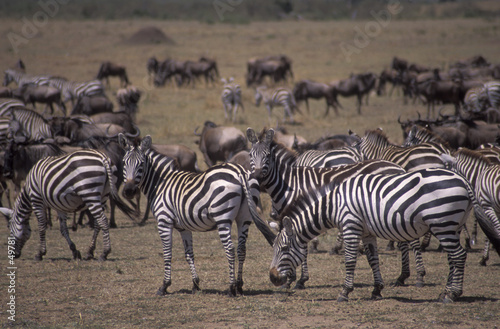 zebras with wildebeest