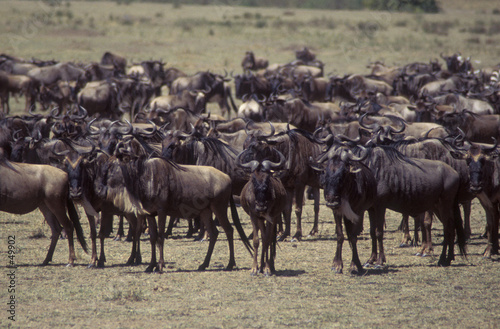 Fototapeta Naklejka Na Ścianę i Meble -  wildebeest herd