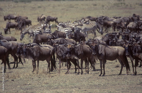 Fototapeta Naklejka Na Ścianę i Meble -  wildebeest and zebra in herd