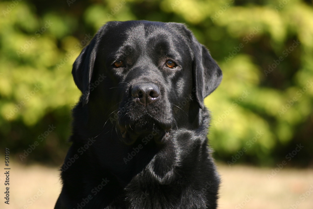 tête de labrador