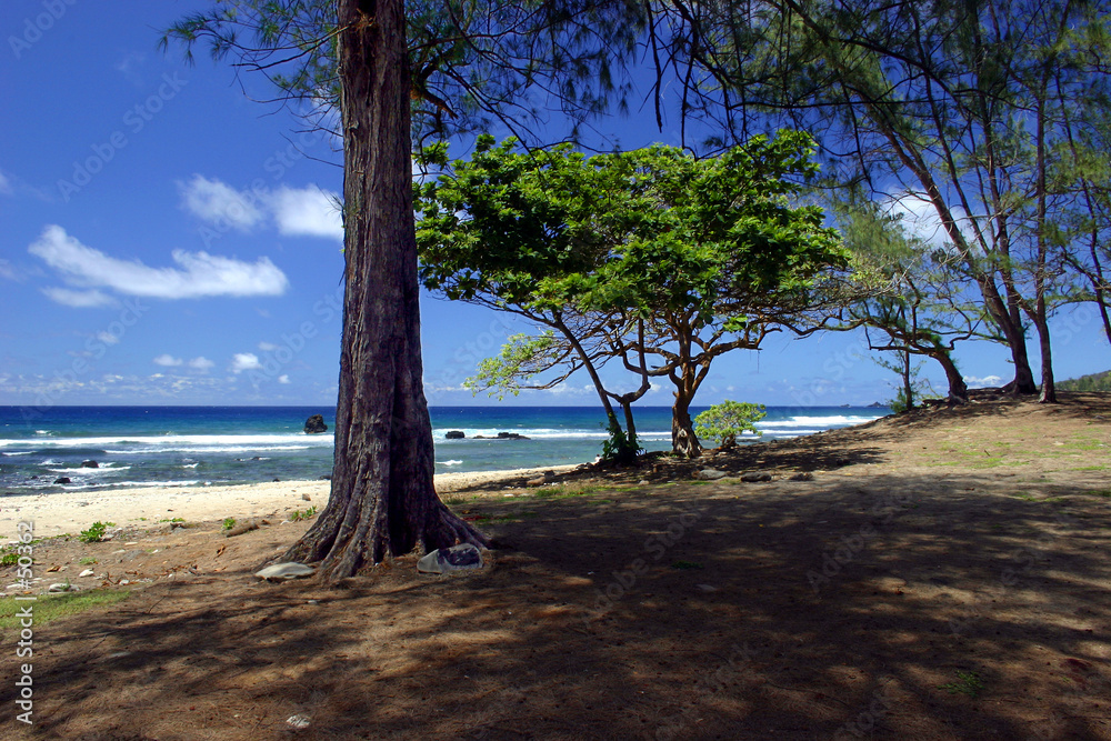 under a tree near the beach