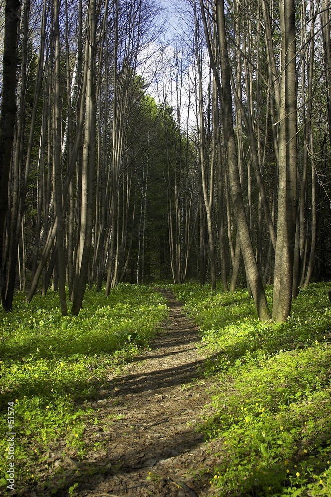 spring forest spring forest
