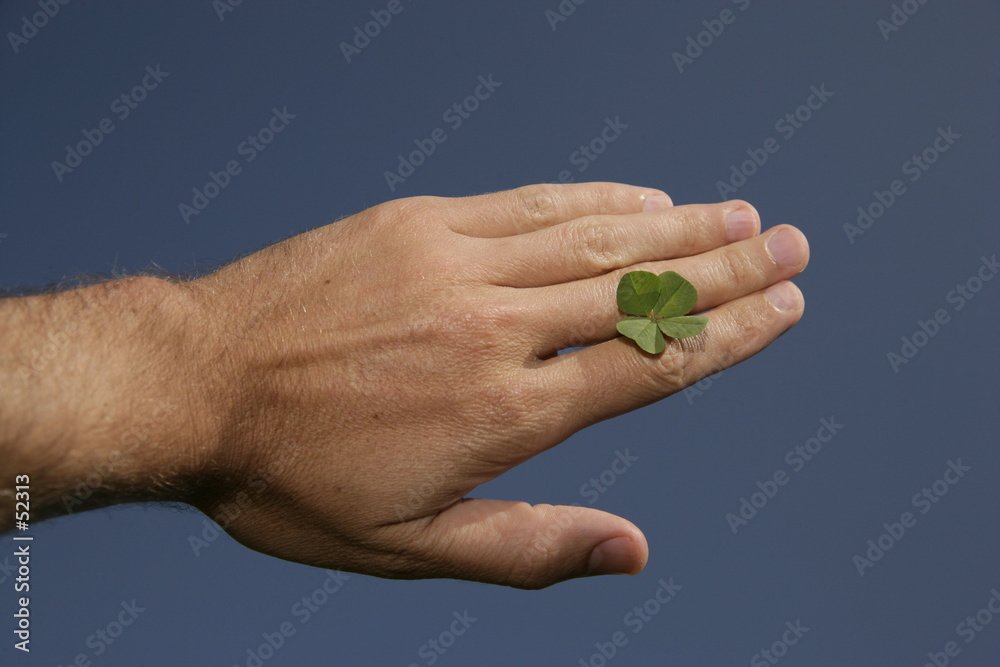 Fototapeta premium four-leaved clover