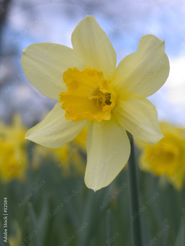 single blooming narcissus single blooming narcissus