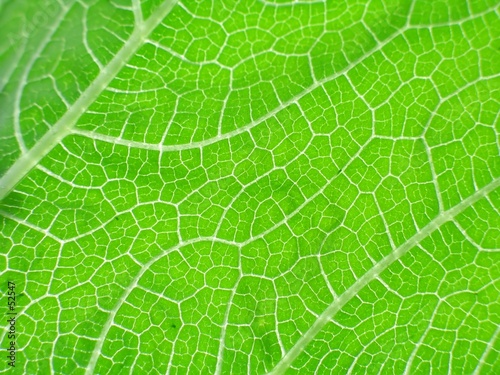 leaf of cymbling