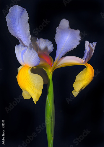 Fototapeta Naklejka Na Ścianę i Meble -  blue iris
