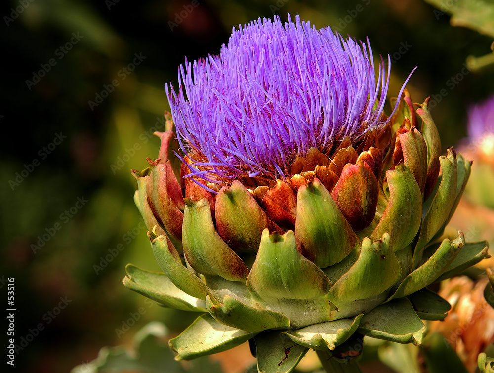 artichoke