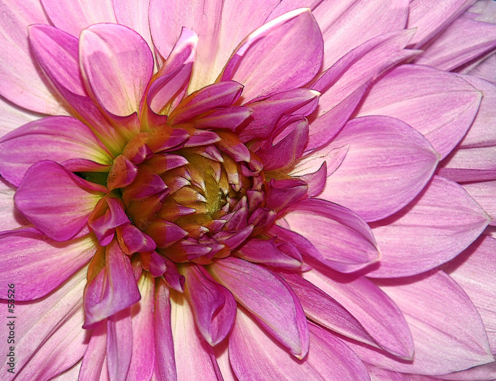 Obraz premium dahlia
