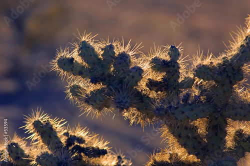 creosote cactus