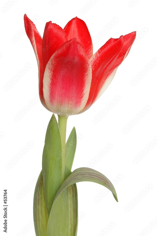 red tulip red tulip