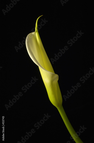 golden calla lilly