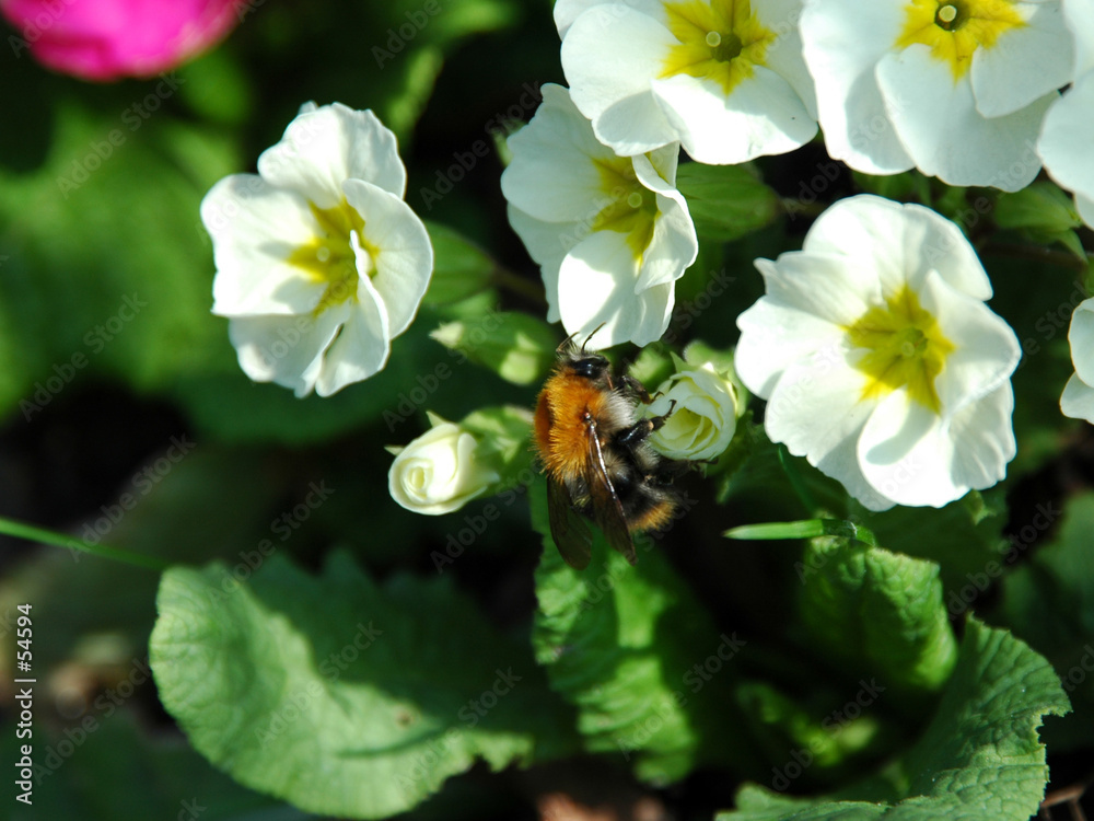 bee on flower bee on flower