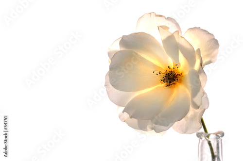 white rose