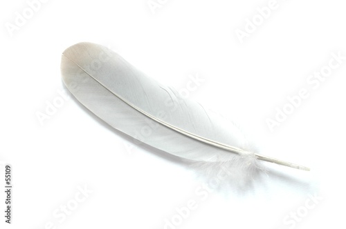 feather