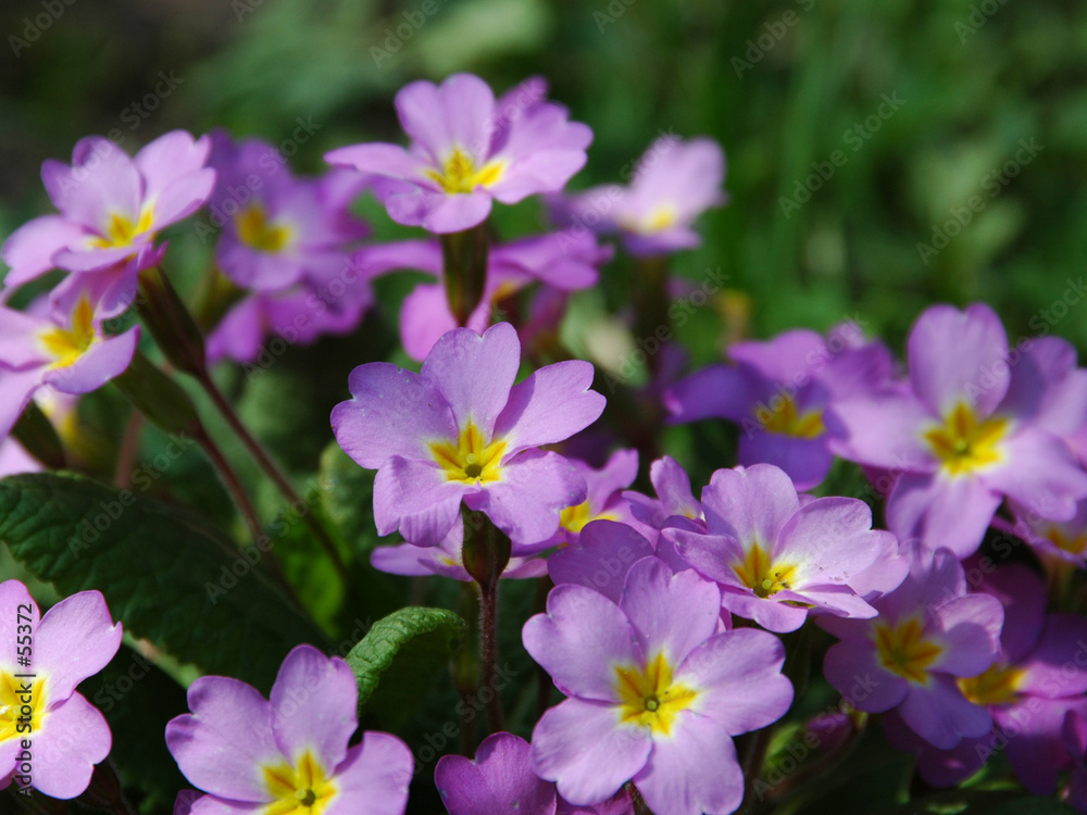 primula primula