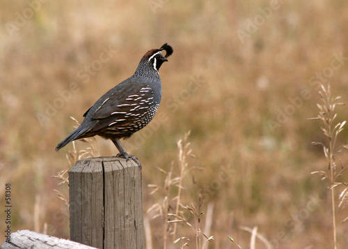california quail