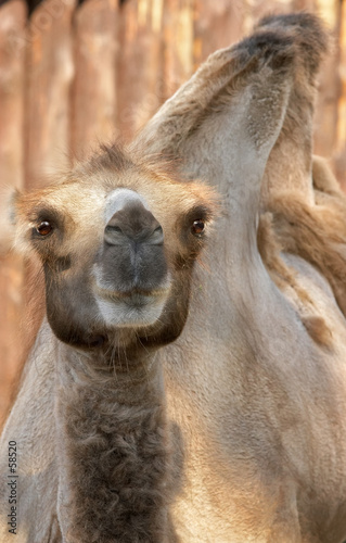 youngl camel © OlgaLIS