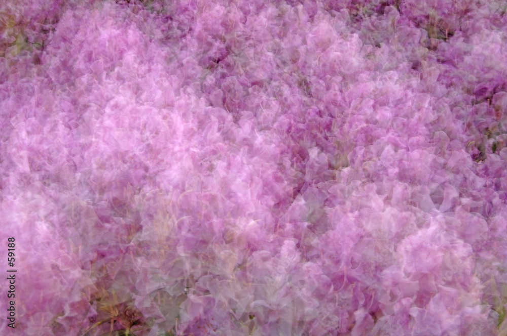 Fototapeta premium flowers-rhododendron