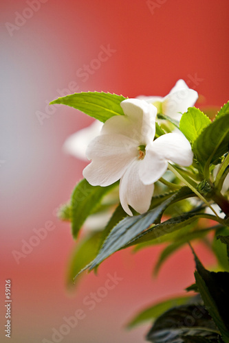 white flower