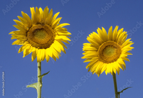 tournesol