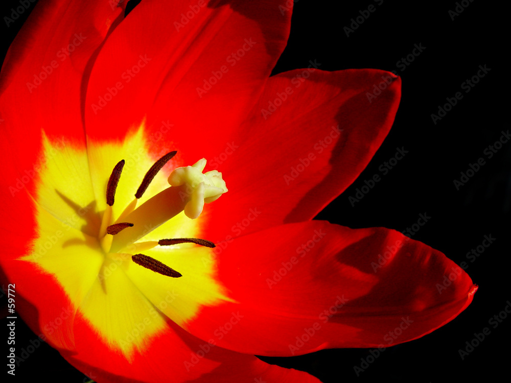 tulip tulip