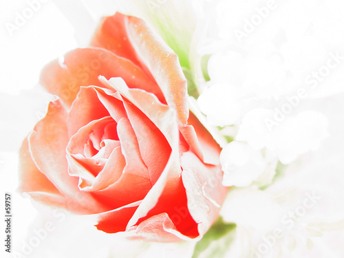 rose study