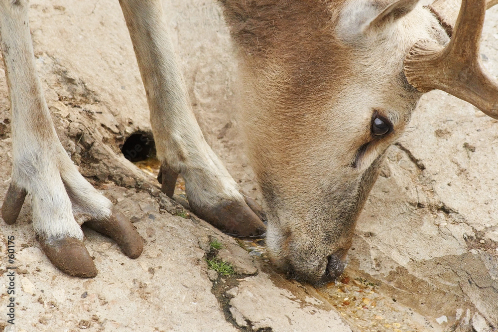 Fototapeta premium the european noble deer