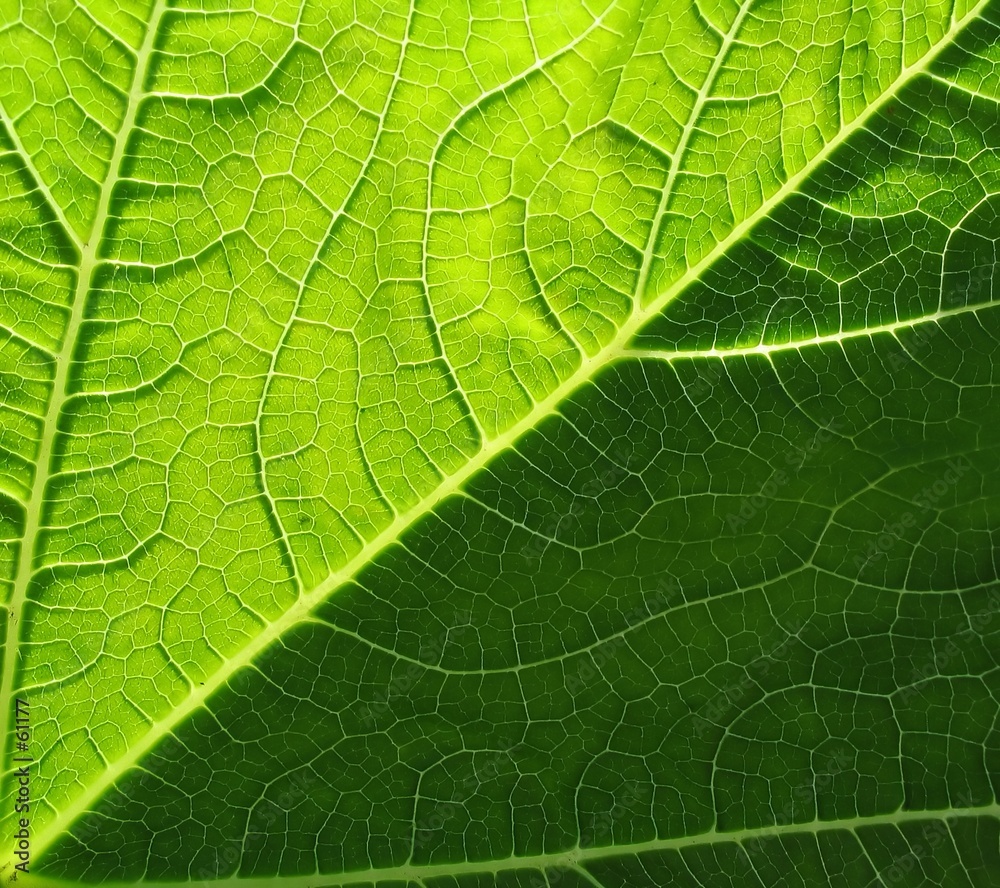 leaf of cymbling leaf of cymbling